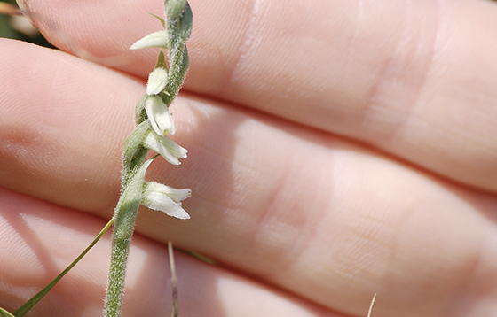 Autumn-Lady's-Tresses