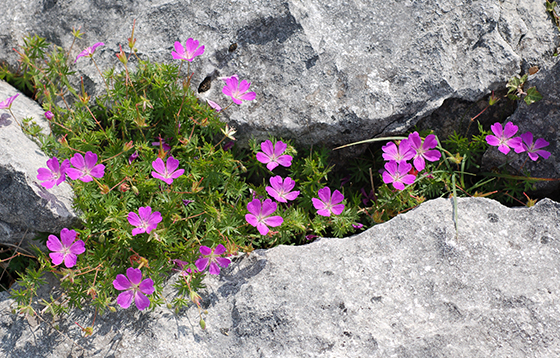 Bloody-Cranesbill