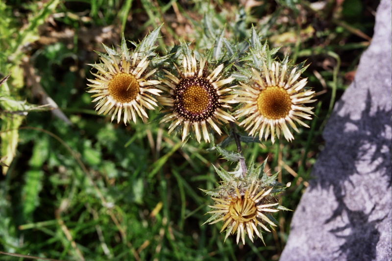 Carline Thistle