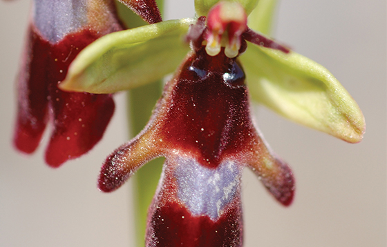 Fly-Orchid-close-up