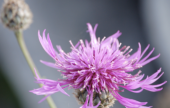 Greater-Knapweed