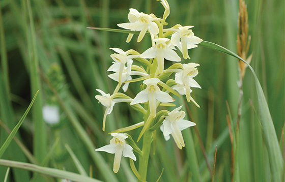 Lesser-Butterfly-Orchid