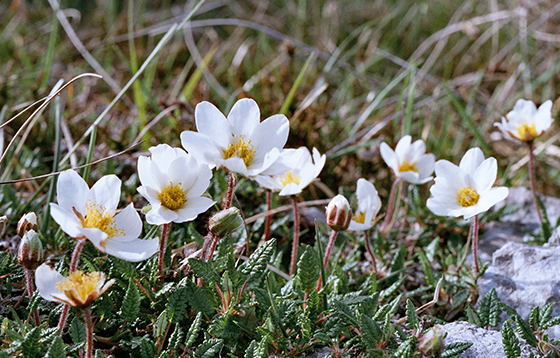 Mountain-Avens