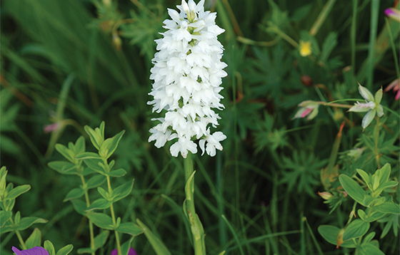 O'Kelly's-Spotted-Orchid
