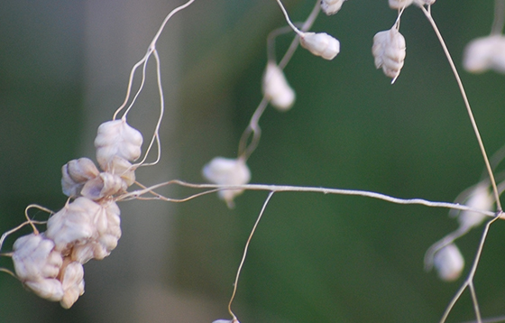 Quaking-Grass