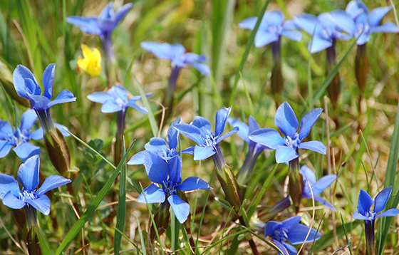 Spring-Gentians