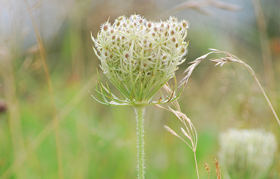 Wild-Carrot-in-seed