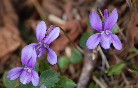 Wood-Dog-Violet