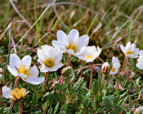 Mountain Avens copy 2